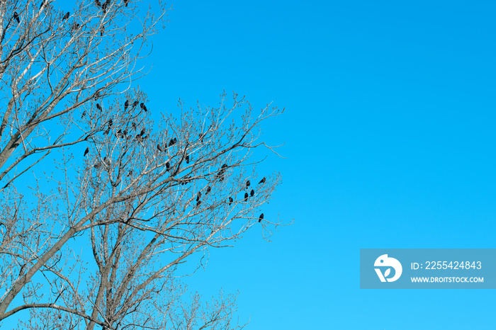 Flock of black crows (Corvus corone) on the tree