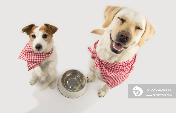 TWO DOGS BEGGING FOOD. LABRADOR AND JACK RUSSELL WAITING FOR EAT WITH EMPTY BOWL. CLOSED EYES STANDING ON TWO LEGS. DRESSED WITH RED CHECKERED NAPKING . ISOLATED SHOT AGAINST WHITE BACKGROUND.