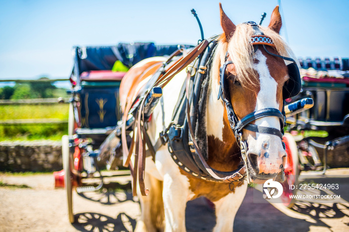 Horse and Cart on Sark Island, Channel Islands, United Kingdom