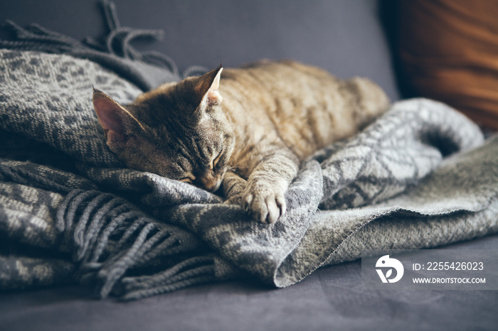 Tabby cat sleeping on gray plaid wool blanket with tassels. Sleeping cat - perfect dream. Indoor shoot with natural light, warm and nice ambiance. Napping kitty