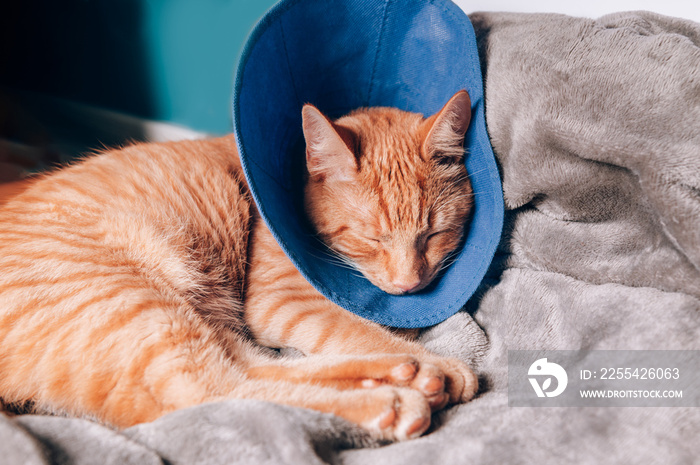 Cute ginger cat sleeps in collar after surgery