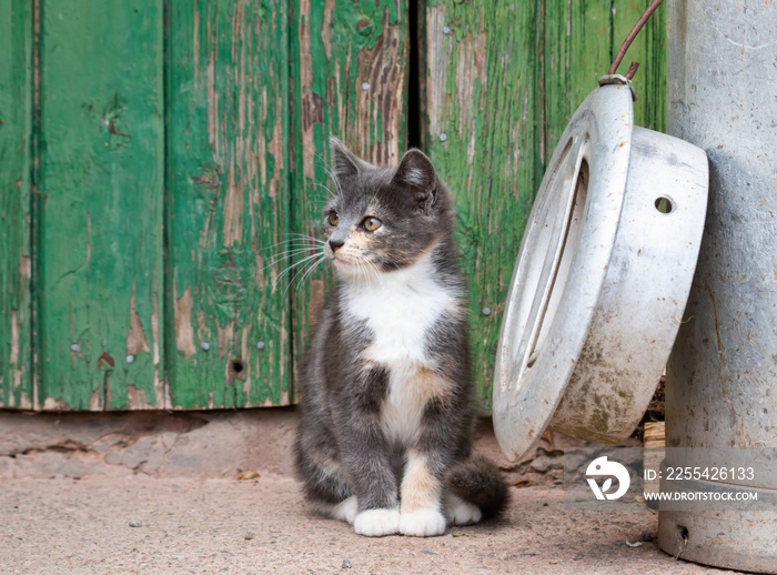 cute gray kitten on farm beside churn and lid