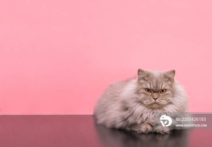 Photo of a gray fluffy cat lies on a pink background and is focused on looking at the camera. A large fluffy cat posing on a camera in a studio on a pink background, isolated. Copyspace