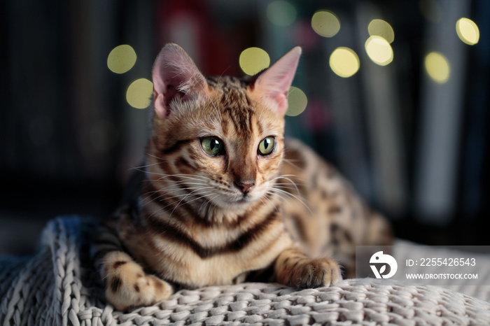 Young Bengal Cat Studio Portrait