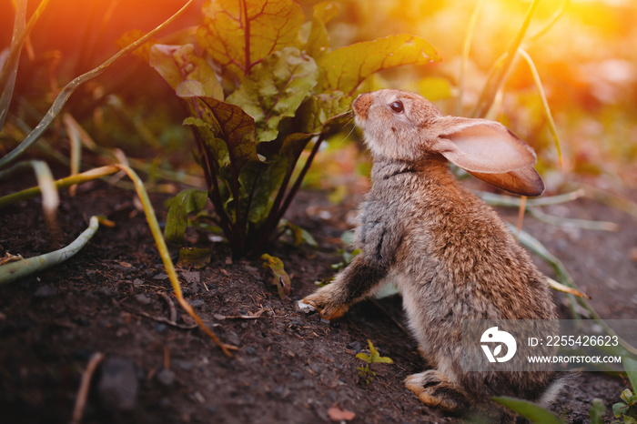 Little rabbit on the grass farm of pets. Sunset. concept is a garden pest, rodent.
