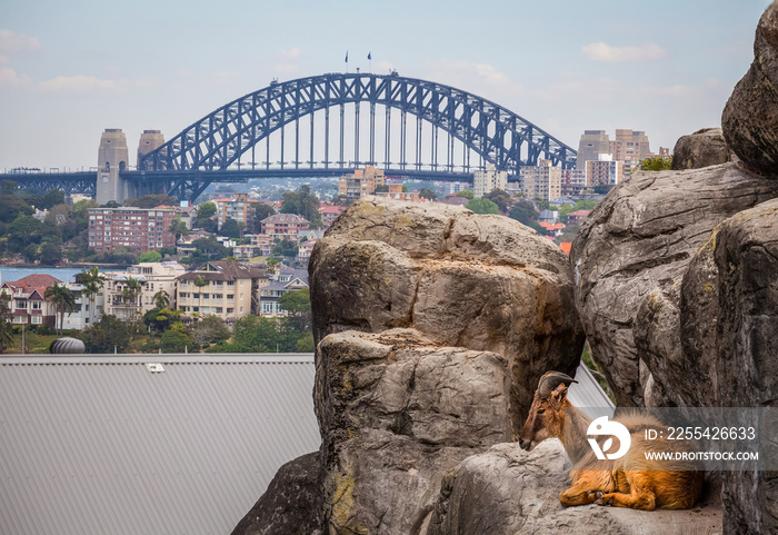 Mountain Goat resting on rocks with Sydney Harbour Bridge in the background