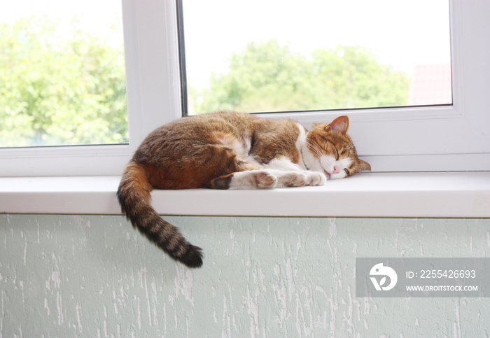 Cat on the window sill