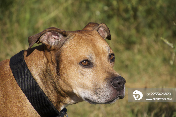 American Pit bull sits in the lake, watching for prey, clear day