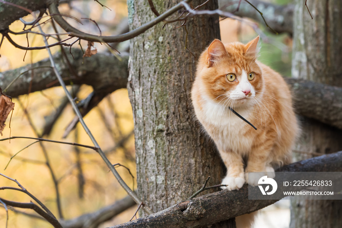 Red cat sitting on a tree branch in autumn