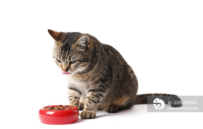 Young cat eats  isolated on white background