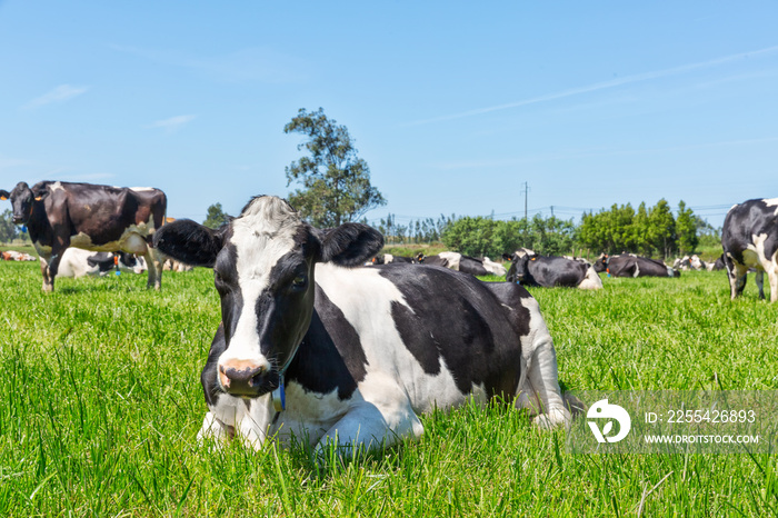 Friesian holstein dairy cow lying on green grass.