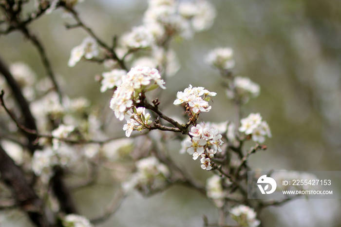 Fleurs de Poiriers