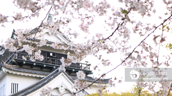 桜越しの春の岡崎城