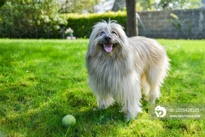 Petit chien de berger des Pyrénées de race labrit, content de jouer sur une pelouse avec une balle de tennis