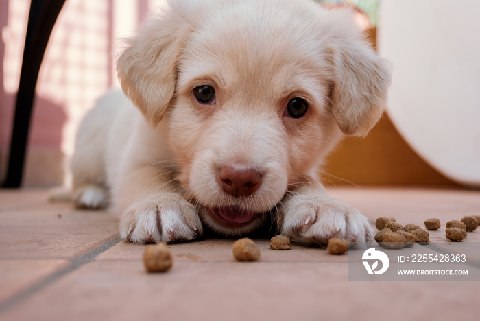 Il cucciolo e l’alimentazione, cane simil golden retriever mangia crocchette e croccantini