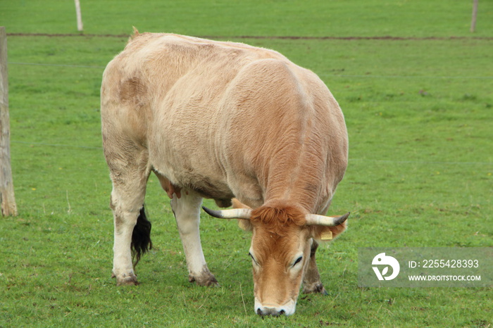 Vache Nantaise au pré