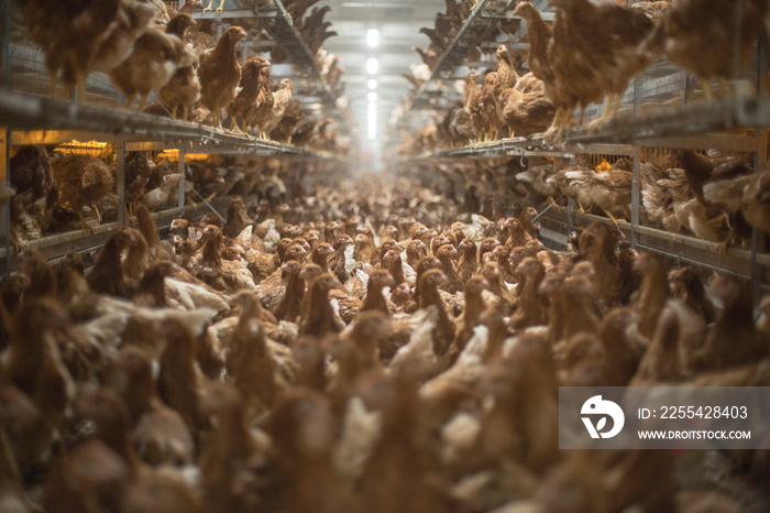 farm chickens in hen house and loose in the field