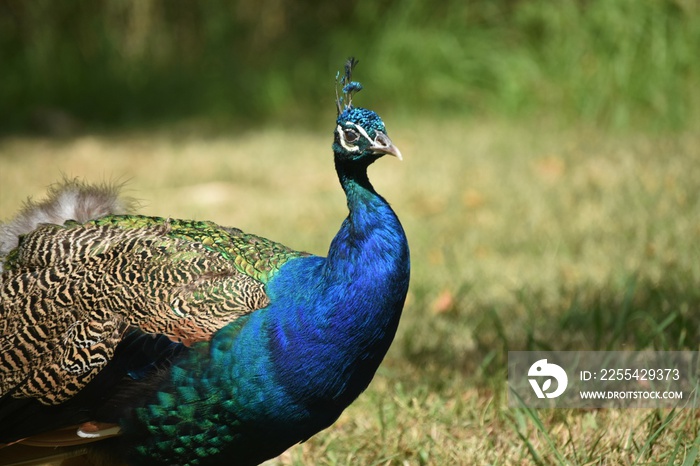 Pavo real plano medio