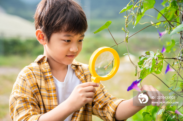 小男孩拿着放大镜观察植物