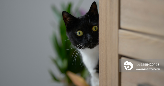 Cat looking around the corner at a place indoor