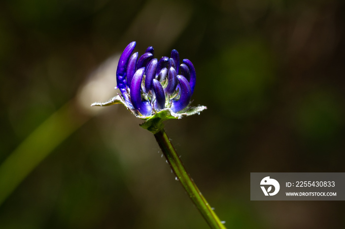 Devil’s claw