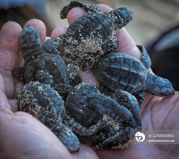 Handful of olive ridley turtle hatchlings, Baja California, Mexico