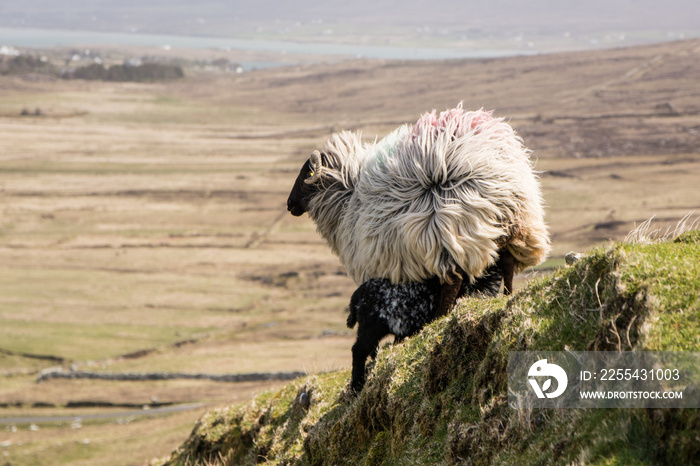 Black head sheep ireland