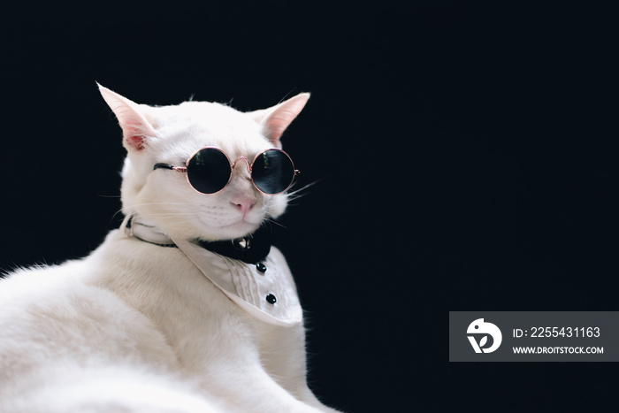 Portrait of Tecido White Cat wearing sunglasses  and suit,animal  fashion concept.