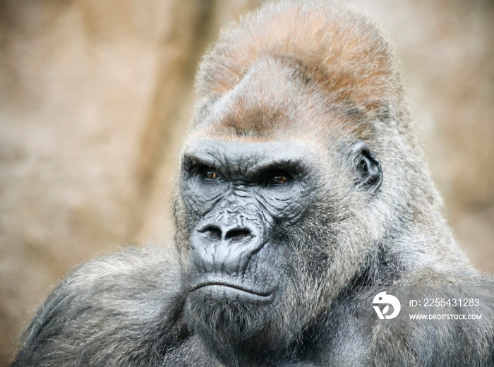 A Portrait of a Silverback Gorilla