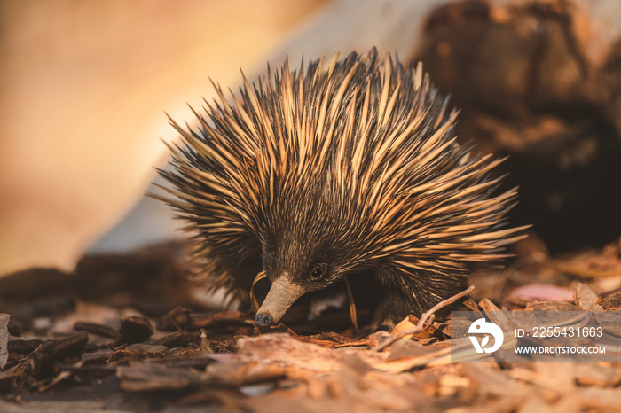 An Echidna foraging for food