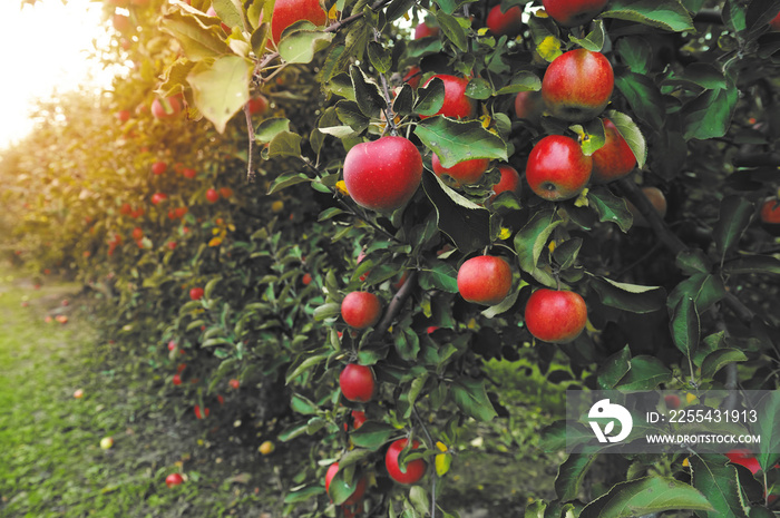 Organic apples hanging from a tree branch in an apple orchard