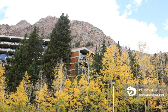 Yellow aspens near Snowbird Ski Resort, Alta, Utah