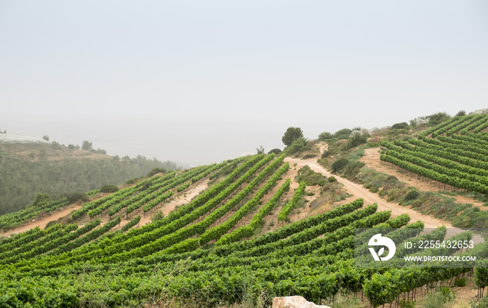 Vineyard Terrace at Judaean Mountains. Israel