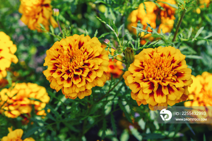 Beautiful golden and bright orange tagetes or Marigold flowers, growing in the garden