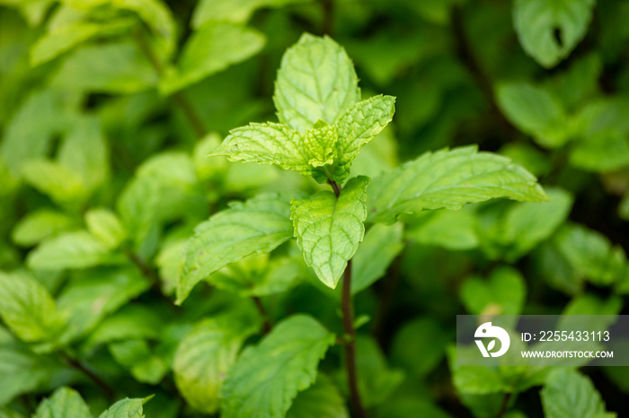 Fresh mint leaves from a mint field