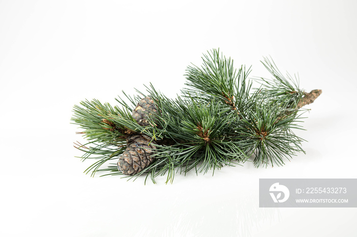 Branches of a swiss stone pine with stone pine cones