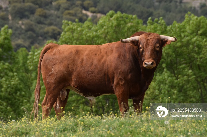 Spanish fighting bull