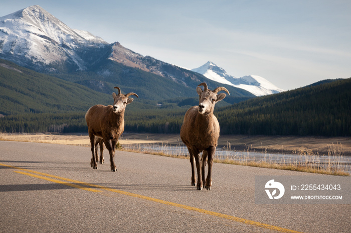 Two Bighorn Sheep looking at the camera on the Maligne Lake Road in Jasper National Park, Canada.