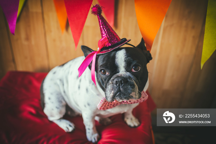 Dog dressed for party