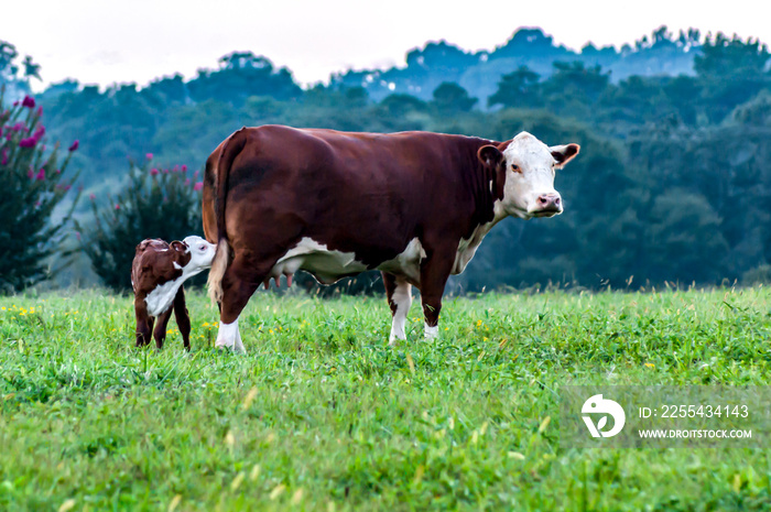 Hereford cow dam calf heifer bull milk baby