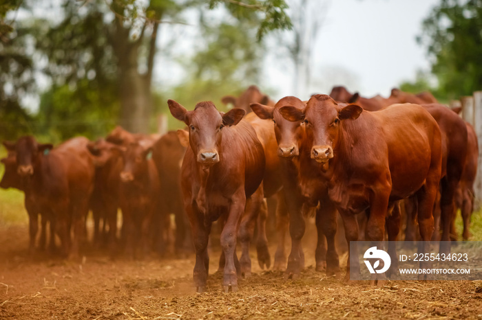 herd of Bonsmara cows with their calves