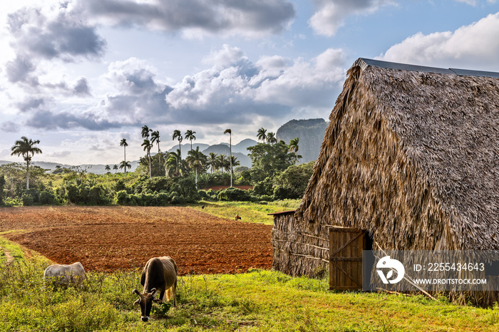 Tobacco plantation with hut and cows and palms in the background, Vinales valley, Pinar Del Rio, Cuba