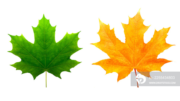 two maple colored leaves. isolated on white