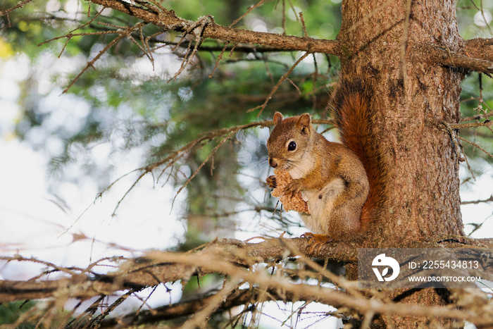 Bread-eating Squirrel