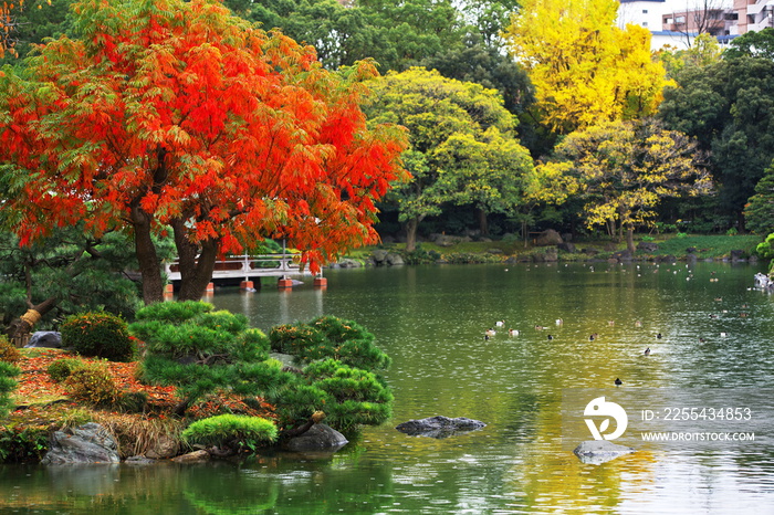 秋の清澄庭園で紅葉したハゼ