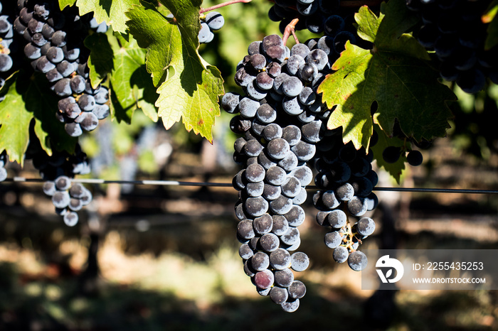 Wine grapes growing in Napa Valley California