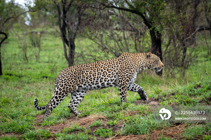 Portrait of leopard in Sabi Sand