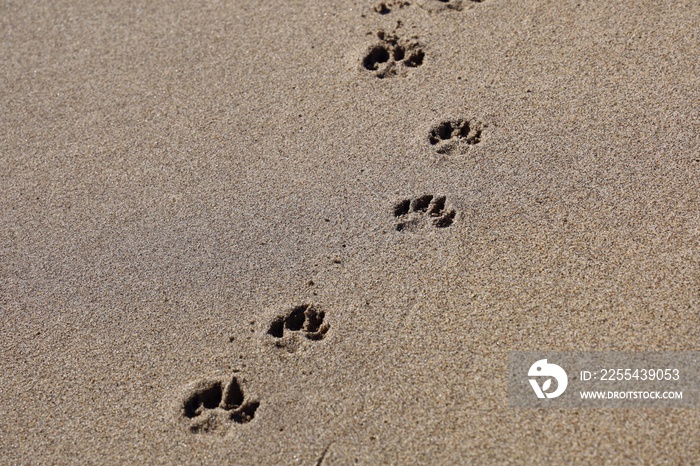 Pawprints in the sand