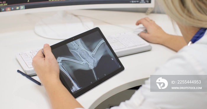 A veterinarian holds an iPad with an x-ray of a dog while sitting at a white table in the office of a veterinary clinic. A female veterinarian examines the results of a patient’s examination.