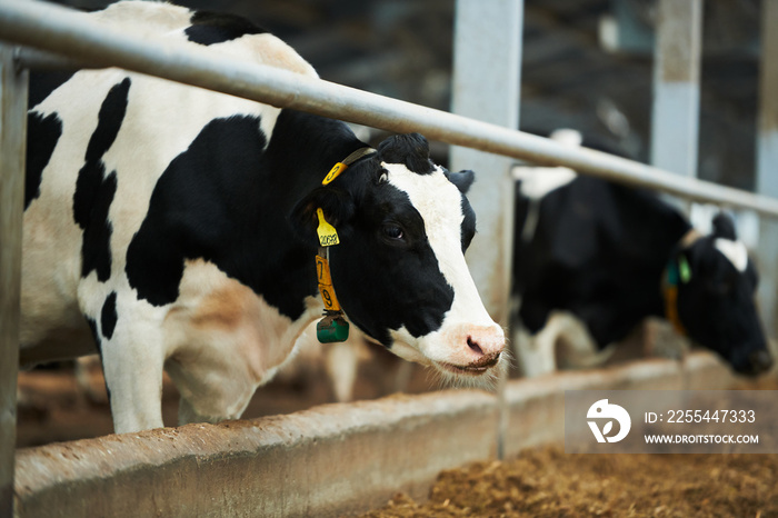 Purebred dairy cow standing in cowshed by feeder against other cattle in large modern cowfarm taking care and growing livestock